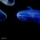 Medusas nucleares