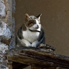 Lucky Cat